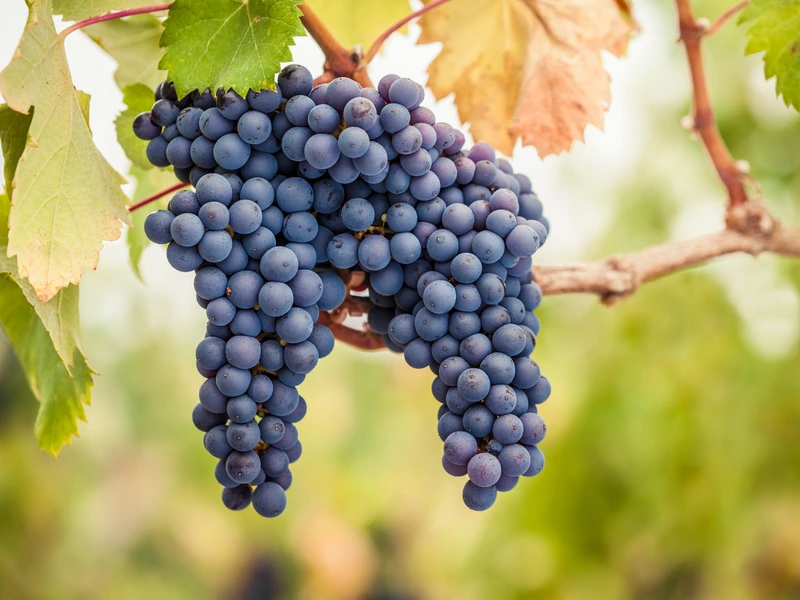 Pinot Noir grapes clustered on a vine close up