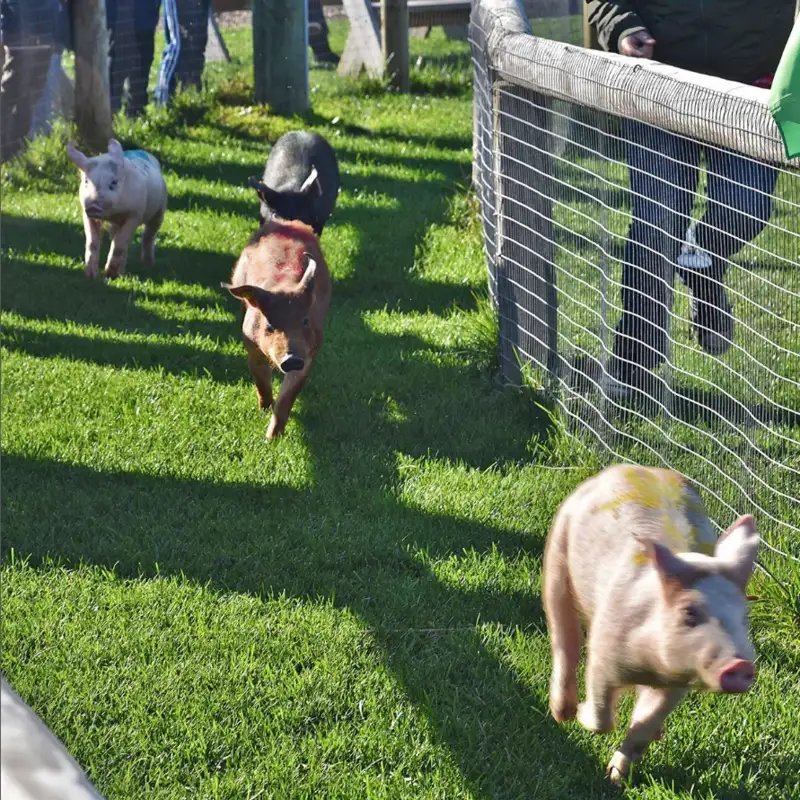 Harbes Family Farm 5